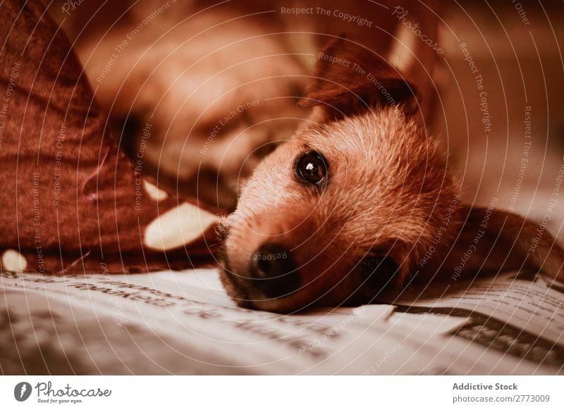Ein Welpe liegt auf der Zeitung. legen niedlich Blick in die Kamera heimisch Hund reizvoll Haustier Tier Reinrassig Säugetier züchten klein Pelzmantel Hündchen