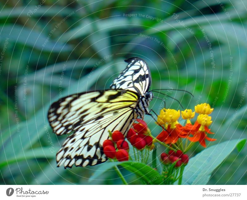 Schmetterdingens Schmetterling Insekt Tier Flugtier Blüte saugen gelb rot Verkehr Flügel Necktar