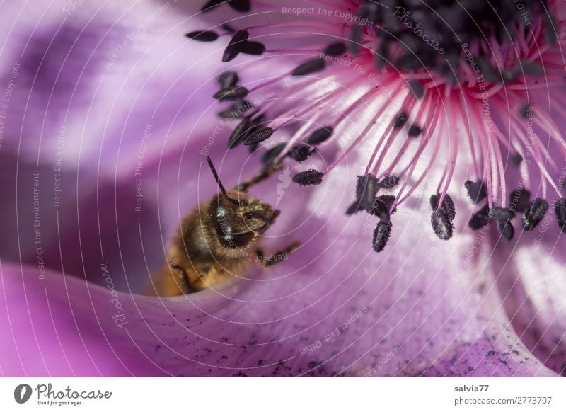 nahe am Ziel Umwelt Natur Frühling Blume Blüte Anemonen Tier Nutztier Biene Tiergesicht Honigbiene Insekt 1 Blühend Duft krabbeln lecker schön süß violett