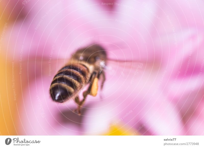 ab in den Frühling Natur Sonne Sommer Pflanze Blume Blüte Hyazinthe Garten Nutztier Honigbiene Insekt 1 Tier Blühend Duft fliegen rosa Frühlingsgefühle Ziel