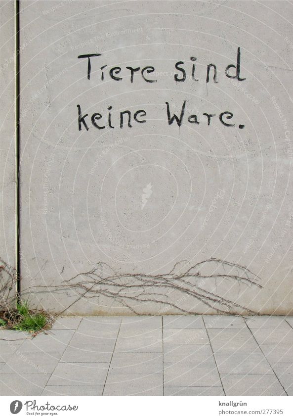 Tiere sind keine Ware. Pflanze Gras Wildpflanze Wilder Wein Ranke Stadt Mauer Wand Fassade Bodenplatten Beton Schriftzeichen Kommunizieren grau schwarz Gefühle