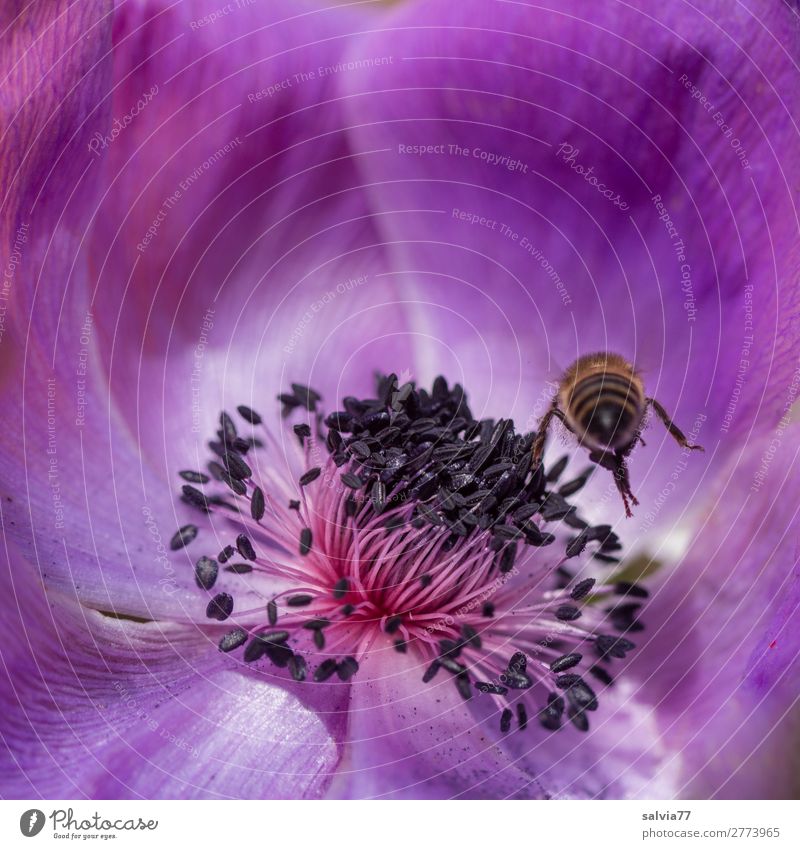 zielstrebig Natur Frühling Sommer Blume Blüte Anemonen Garten Biene Insekt Honigbiene Blühend fliegen violett ästhetisch Duft Farbe Leben Umweltschutz Ziel