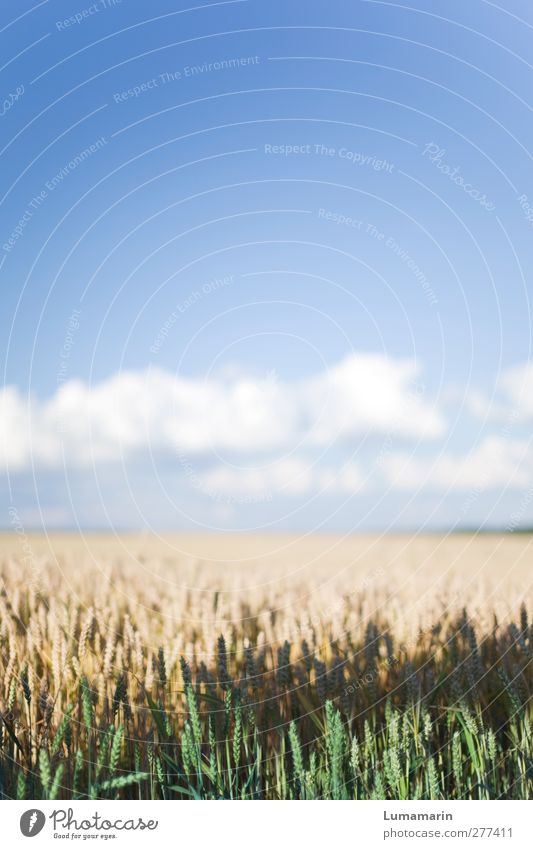 ährenvoll Umwelt Landschaft Himmel Wolken Horizont Sommer Klima Schönes Wetter Nutzpflanze Getreide Getreidefeld Weizen Weizenfeld Weizenähre Gesundheit groß