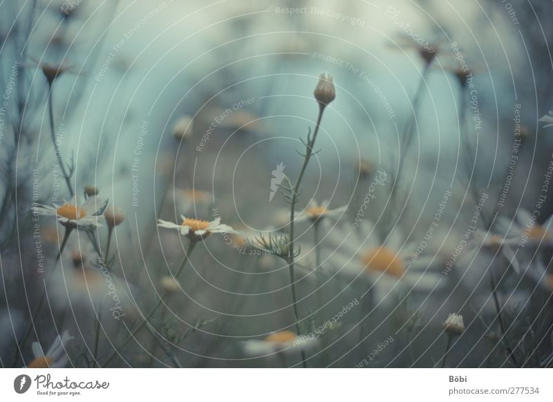 Blumenmeer Umwelt Natur Pflanze Blüte Wildpflanze Kamille Kamillenblüten Wiese Farbfoto Außenaufnahme Menschenleer Textfreiraum oben Tag Schwache Tiefenschärfe