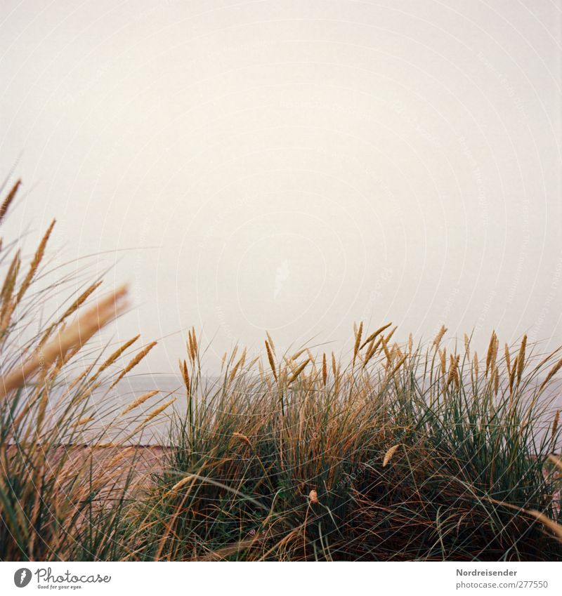 Am Strand von Gedser Natur Landschaft Pflanze Klima schlechtes Wetter Nebel Regen Küste Ostsee Meer Idylle Stimmung Warme Farbe Warmes Licht Dünengras Farbfoto