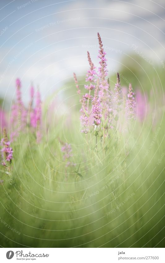 wiese Umwelt Natur Landschaft Himmel Sommer Pflanze Blume Gras Blatt Blüte Wildpflanze Wiese natürlich blau grün violett rosa Freude Lebensfreude
