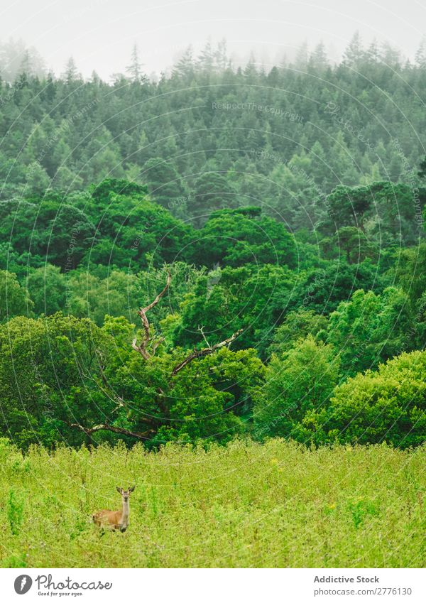 Grüne Mischwälder Wald üppig (Wuchs) Hirsche grün Landschaft Tierwelt national natürlich Wildnis Park ruhig Beautyfotografie Abenteuer Jahreszeiten Sommer