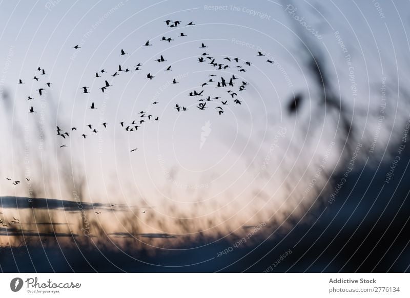Schwarze Vögel am blauen Himmel Vogel Freiheit Tierwelt in Bewegung fliegen Silhouette Schafherde Natur Frieden frei schön dramatisch hell Sonnenlicht Etage