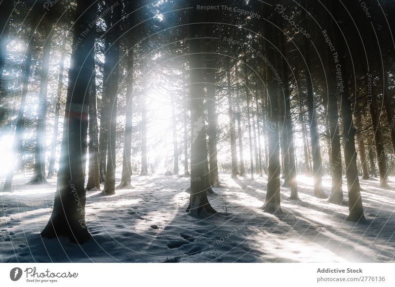 Bäume im Winterwald Wald Schnee Sonnenstrahlen Natur kalt weiß Baum Frost Landschaft Jahreszeiten schön frieren Raureif Szene Ferien & Urlaub & Reisen gefroren
