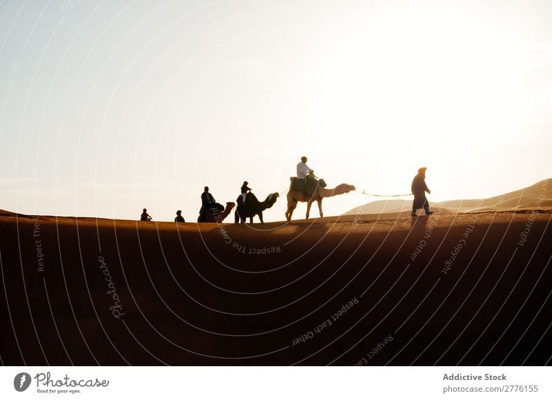 Karawanenwanderung in der Wüste Karavane Kamel laufen Mensch Ferien & Urlaub & Reisen Tourismus Natur Afrika Ausflug Afrikanisch Sand Tier Silhouette Sonne