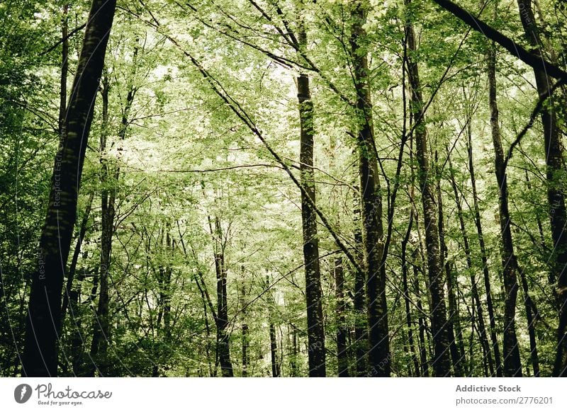 Ein grüner Wald Menschenleer Baum Natur Landschaft Pflanze Tag Blatt Sonnenlicht Sommer natürlich Sonnenstrahlen Jahreszeiten stumm schön Holz Morgen hell
