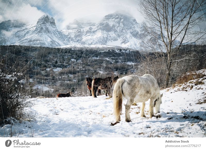 Pferde, die in den Bergen wandern Berge u. Gebirge Schnee Natur Gipfel Landschaft Park schön Aussicht wild Winter Hengst alpin Luft Tag Säugetier heimisch