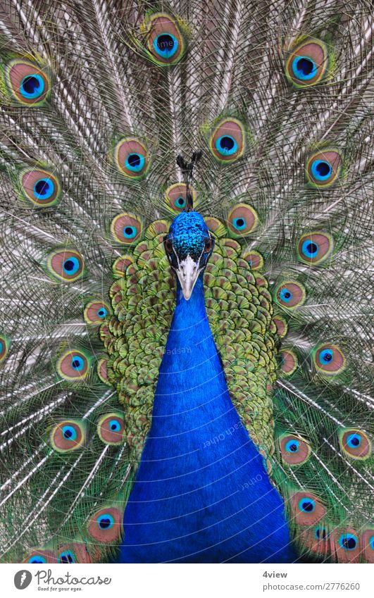 Pfau 1 Tier Haustier Wildtier Vogel Umwelt Farbfoto Tierporträt Vorderansicht Halbprofil Blick nach vorn