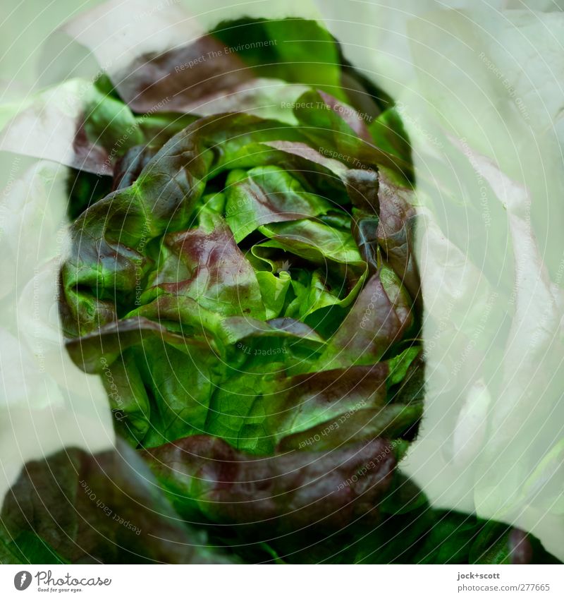 Butterhead Lebensmittel Salat Kopfsalat Ernährung Denken außergewöhnlich frisch grün Gefühle Identität Surrealismus Irritation Doppelbelichtung Illusion