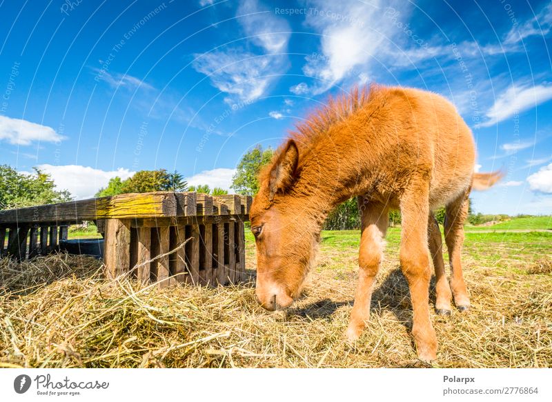 Kleines Pferd frisst Heu auf einem Bauernhof Essen Trinkhalm schön Freiheit Sommer Natur Tier Gras Wiese Haustier Fressen füttern natürlich braun grün schwarz