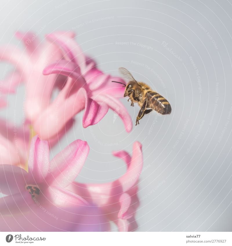 Bienenflug Umwelt Natur Pflanze Tier Frühling Blume Blüte Hyazinthe Garten Nutztier Flügel Honigbiene Insekt 1 Duft fliegen rosa Frühlingsgefühle Ziel