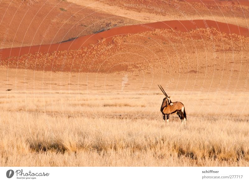 Wo sind denn alle hin? Umwelt Natur Landschaft Gras Wüste Tier Wildtier 1 Blick stehen rot Einsamkeit einzeln Düne Stranddüne Dünengras Spießbock Antilopen