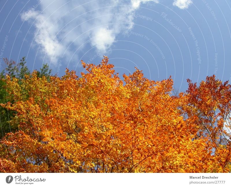 Herbstlaub Blatt September Oktober November ruhig Baum Ahorn Wolken orange Farbe Kontrast Himmel