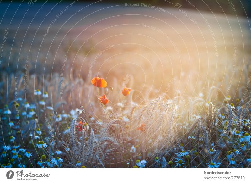 Licht Zeitmaschine Natur Pflanze Sonnenlicht Sommer Schönes Wetter Blume Feld Leben bizarr Sinnesorgane Stimmung Surrealismus Mohn Getreide Margerite Ähren