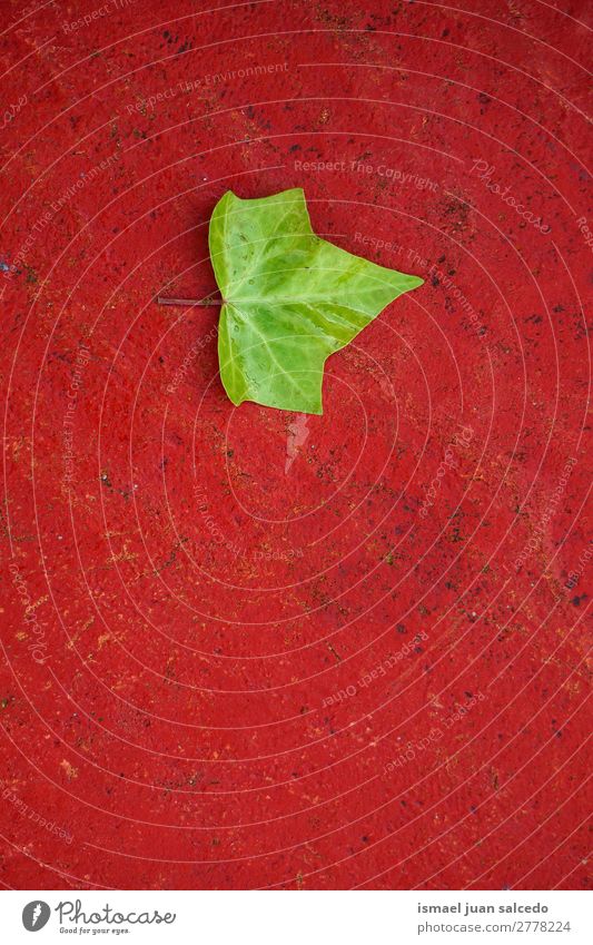 grünes Baumblatt Pflanze Blatt Garten geblümt Natur Dekoration & Verzierung abstrakt Konsistenz frisch Außenaufnahme Hintergrund Beautyfotografie