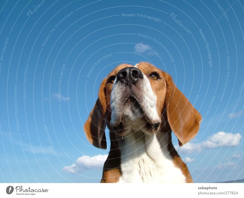 Hund Beagle Natur Himmel Wolken Sommer Schönes Wetter Tier Haustier Tiergesicht Fell 1 Blick warten ästhetisch Coolness elegant blau braun weiß selbstbewußt