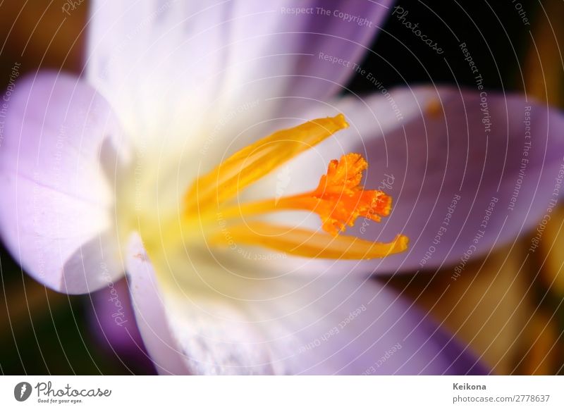 Fragile purple crocus macro. Natur Pflanze Sonne Frühling Blume Krokusse Blühend Wachstum gelb violett orange Safran Makroaufnahme Farbfoto Tag Sonnenlicht