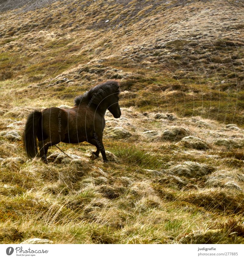 Island Umwelt Natur Gras Hügel Tier Pferd Island Ponys 1 laufen frei natürlich wild braun Farbfoto Außenaufnahme Menschenleer Tierporträt Ganzkörperaufnahme