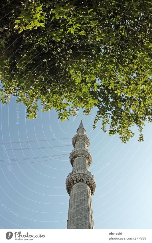 Ab ins Grüne Wolkenloser Himmel Blatt Istanbul Turm Minarett Sehenswürdigkeit Blaue Moschee Glaube Religion & Glaube Islam Farbfoto Außenaufnahme Menschenleer
