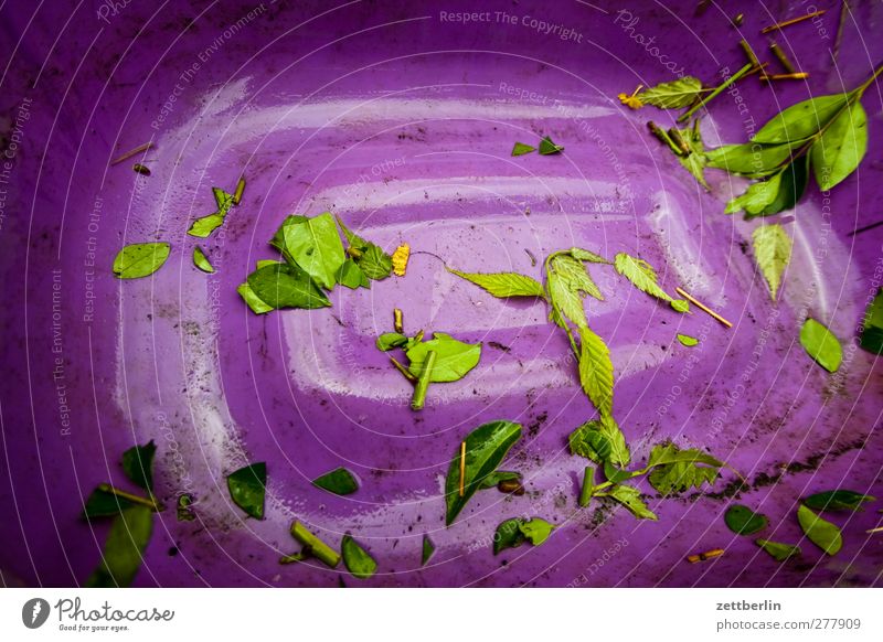 Reste Schalen & Schüsseln Umwelt Natur Sommer Pflanze Blatt Garten alt nachhaltig Behälter u. Gefäße Eimer Unkraut wallroth Kompost Müll Biomasse Farbfoto