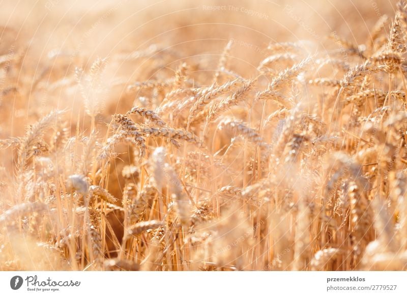 Nahaufnahme des Feldes des reifen Goldweizens schön Sommer Umwelt Natur Landschaft Pflanze Blume Wachstum frisch natürlich gelb gold landwirtschaftlich Ackerbau