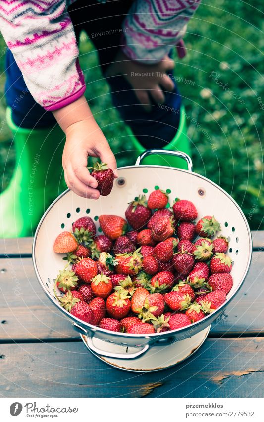 Das Kind nimmt eine frische Erdbeere aus der Schüssel. Frucht Vegetarische Ernährung Schalen & Schüsseln Sommer Tisch Frau Erwachsene Hand Natur Holz lecker