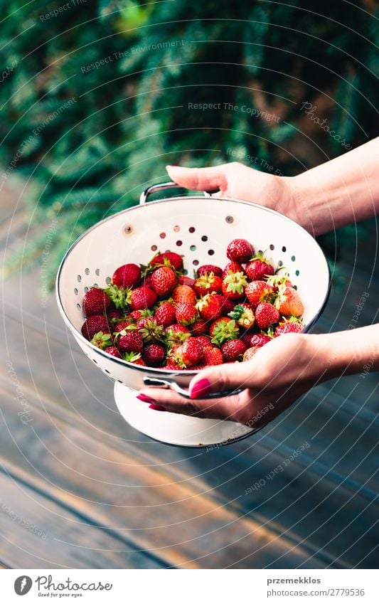 Schüssel mit frischen Erdbeeren besprüht Regentropfen über Holztisch Frucht Vegetarische Ernährung Schalen & Schüsseln Sommer Tisch Frau Erwachsene Hand Natur