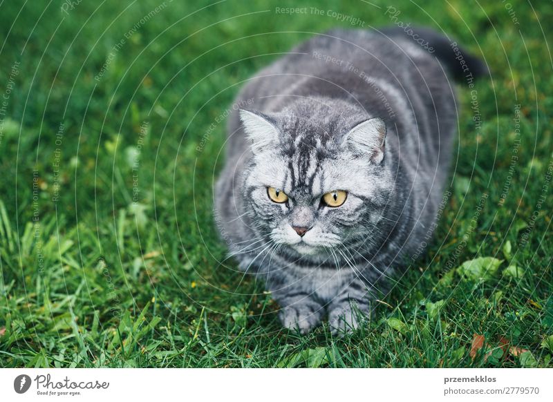 Graue Katze auf einem Gras im Garten sitzend schön Tier Haustier lustig niedlich grau grün reizvoll heimisch pelzig Katzenbaby Farbfoto Außenaufnahme