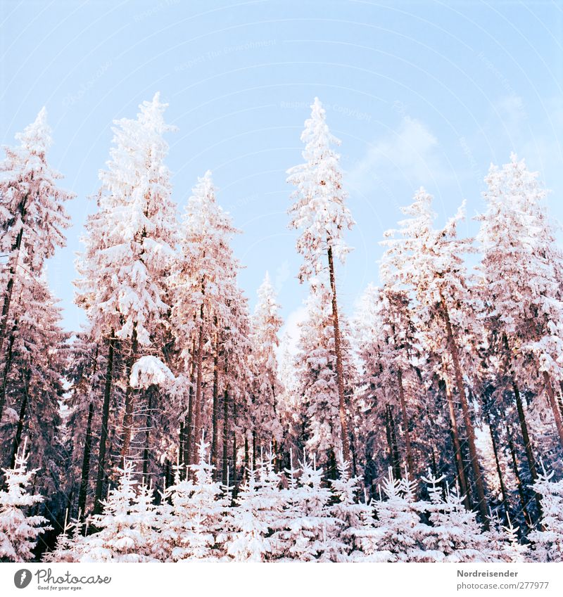 Winter Silvester u. Neujahr Natur Landschaft Pflanze Wolkenloser Himmel Klima Schönes Wetter Eis Frost Schnee Baum Wald glänzend kalt blau braun orange weiß