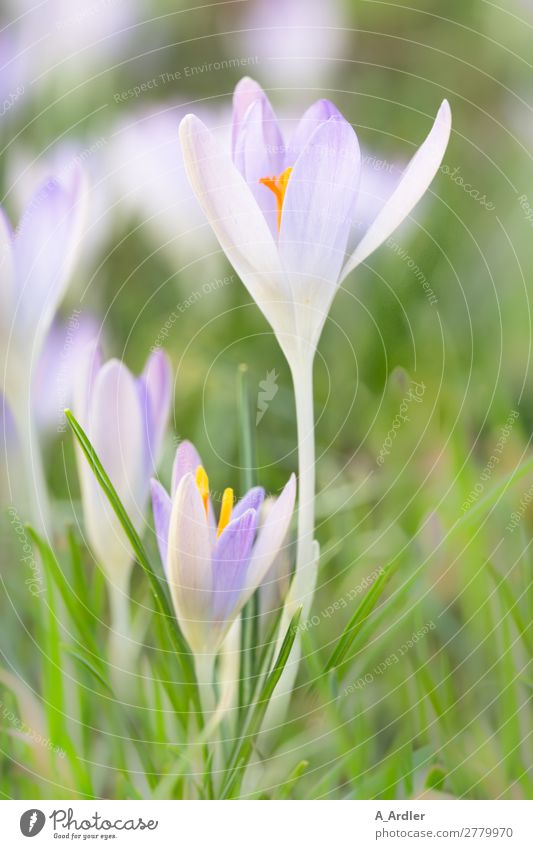 Krokusse im Frühling schön harmonisch Meditation Duft Ausflug Garten Natur Pflanze Schönes Wetter Blume Blüte Wildpflanze Wiese Erholung Liebe leuchten