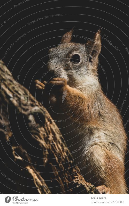 Rotes Eichhörnchen frisst Essen Sommer Bildung Wissenschaften Umwelt Natur Tier Erde Herbst Baum Park Wald Pelzmantel Wildtier Tiergesicht 1 füttern klein