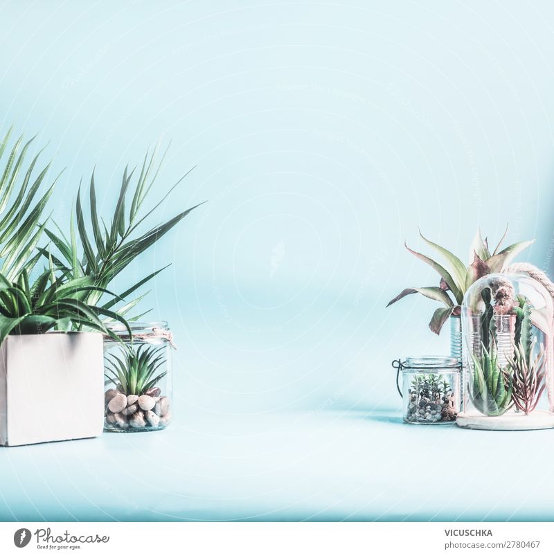 Grüne Zimmerpflanzen in Töpfen, Glas und Terrarium Stil Design Häusliches Leben Innenarchitektur Dekoration & Verzierung Tisch Natur Pflanze Kaktus Blatt