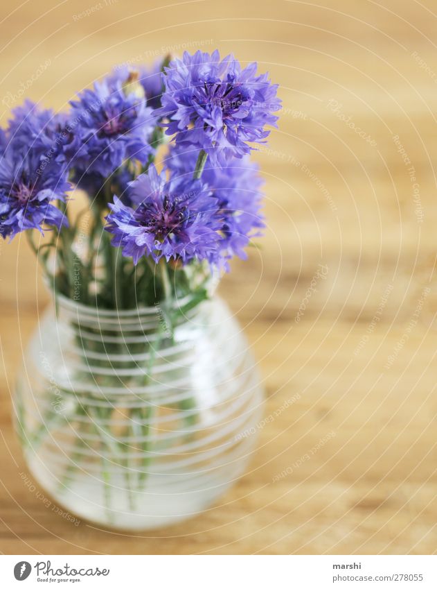 Kornblumen Pflanze Blume blau violett Vase schön Dekoration & Verzierung Unschärfe Blühend Sommer Blumenstrauß Farbfoto Innenaufnahme