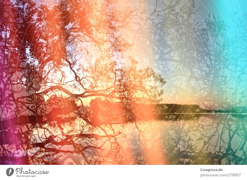 Farben der Müritz Kunst Maler Umwelt Natur Landschaft Wasser Himmel Wolkenloser Himmel Sonnenaufgang Sonnenuntergang Sonnenlicht Sommer Schönes Wetter Pflanze