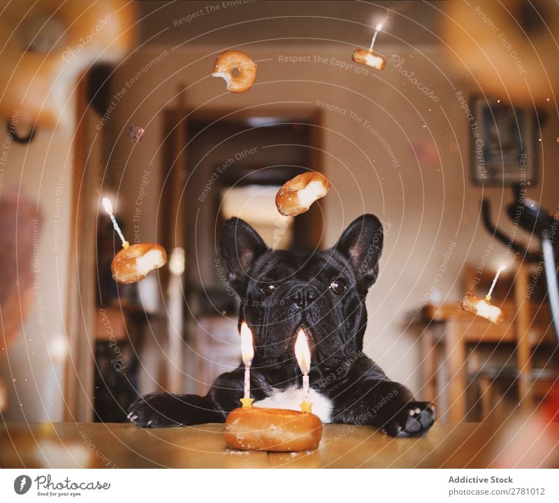 Schwarzer Hund mit fliegenden Donuts züchten Bulldogge Krapfen Bäckerei Kerze schwebt Gast brennen in der Luft stilisiert graphisch abstrakt Phantasie Kuchen