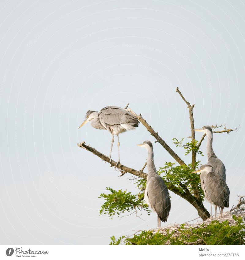 Spring! Umwelt Natur Tier Baum Baumkrone Geäst Wildtier Vogel Reiher Graureiher 4 Tiergruppe Tierjunges hocken Blick stehen frei Zusammensein natürlich Neugier