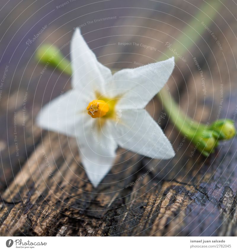 weiße Blütenpflanze Blume Blütenblatt Pflanze Garten geblümt Natur Dekoration & Verzierung Romantik Beautyfotografie zerbrechlich Hintergrund Frühling Sommer