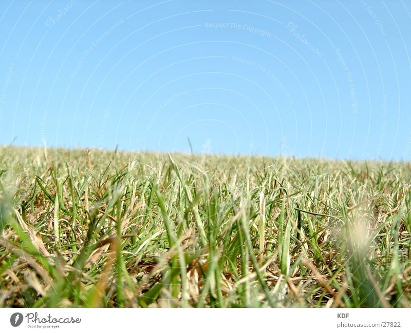 Sommergras Gras Schönes Wetter Blauer Himmel grün blau Physik Wiese Sportrasen Rasen Liegewiese schön Fröhlichkeit Halm Detailaufnahme Bremen Hügel einladend