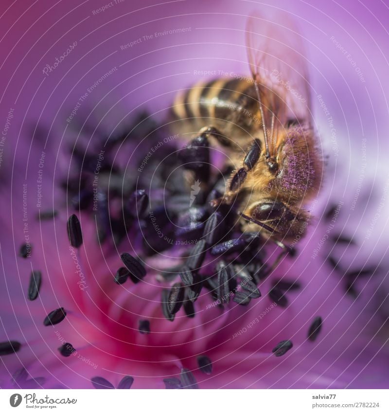ganz im Element Umwelt Natur Pflanze Tier Frühling Sommer Blüte Anemonen Garten Nutztier Biene Insekt Honigbiene 1 Blühend Duft violett Pollen bestäuben