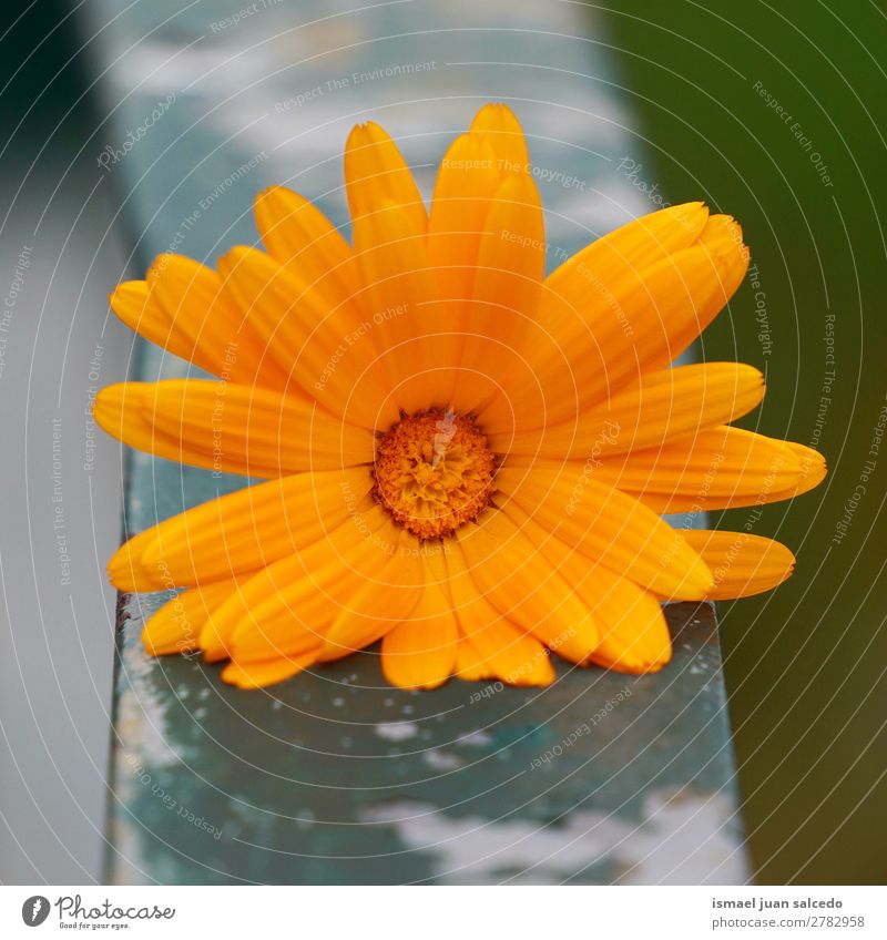 Orangenblütenpflanze Blume orange Blütenblatt Pflanze Garten geblümt Natur Dekoration & Verzierung Romantik Beautyfotografie Zerbrechlichkeit Hintergrund