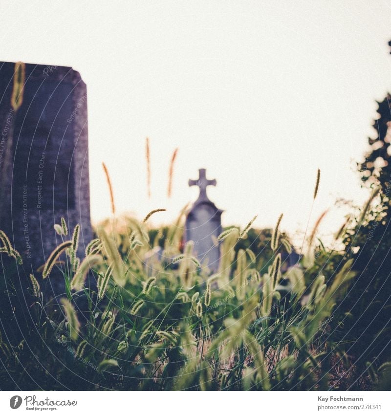° Schönes Wetter Gras Grünpflanze Serbien Grabstein Friedhof Traurigkeit Stadt Wärme grün Gefühle Trauer Tod Schmerz Sehnsucht Religion & Glaube Vergänglichkeit