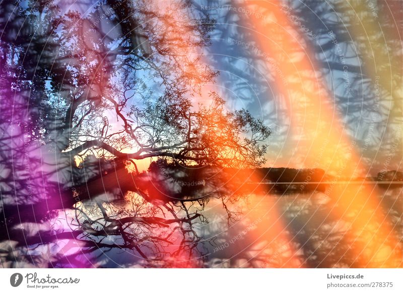 Farben am Seeufer 1 Kunst Maler Umwelt Natur Landschaft Pflanze Wasser Himmel Wolkenloser Himmel Sonnenaufgang Sonnenuntergang Sonnenlicht Sommer Schönes Wetter