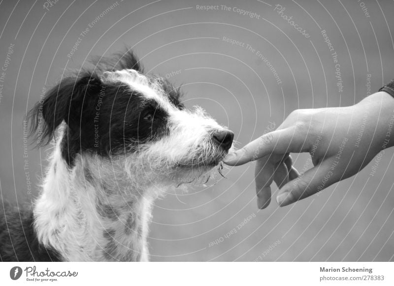 Kommunikation ohne Worte Hand Haustier Hund Tiergesicht 1 Vertrauen Zusammenhalt Schwarzweißfoto Außenaufnahme Tierporträt