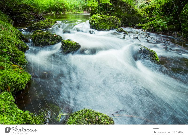 Alles im Fluß schön Umwelt Natur Landschaft Pflanze Urelemente Wasser Moos Felsen Flussufer Oase Stein Wachstum frisch nachhaltig nass natürlich grün Idylle