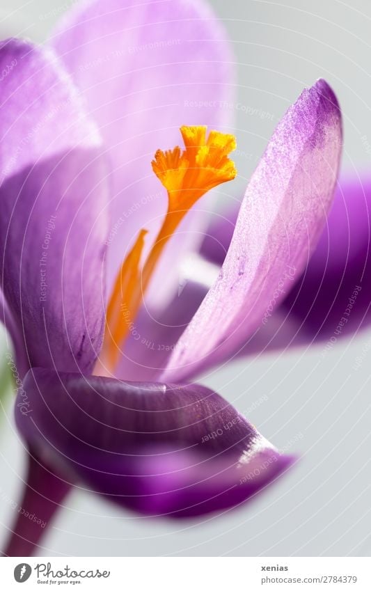 Violetter Krokus Frühling Blume Blüte Krokusse Crocus Garten Park Wiese Blühend violett orange Staubbeutel Blütengriffel Farbfoto Außenaufnahme Nahaufnahme